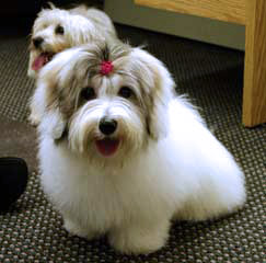 Coton Pups