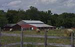 Old Farm in Oil